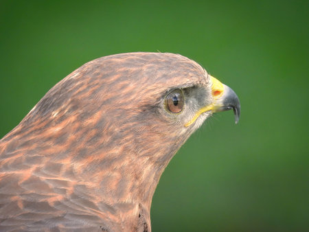 Portrait of a Red-Tailed Hawk Raptor Bird on a Summer Dayの写真素材