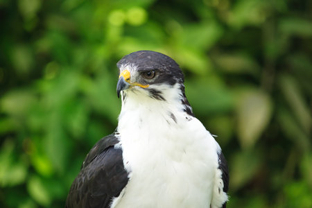 Potrait of a African Angur Buzzard (Buteo Angur) Raptor Bird on a Summer Dayの写真素材