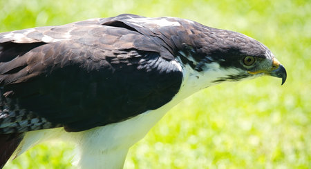 Potrait of a African Angur Buzzard (Buteo Angur) Raptor Bird on a Summer Dayの写真素材
