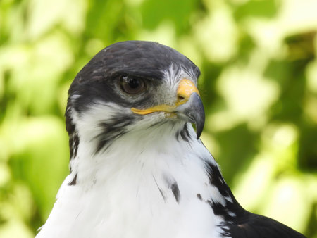 Potrait of a African Angur Buzzard (Buteo Angur) Raptor Bird on a Summer Dayの写真素材