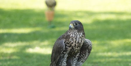 Potrait of a Gry-Saker Falcon Hybrid Raptor Bird on a Summer Dayの写真素材