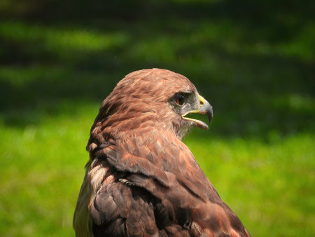 Portrait of a Red-Tailed Hawk Raptor Bird on a Summer Dayの写真素材
