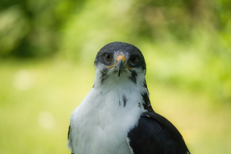 Potrait of a African Angur Buzzard (Buteo Angur) Raptor Bird on a Summer Dayの写真素材