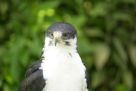 Potrait of a African Angur Buzzard (Buteo Angur) Raptor Bird on a Summer Dayの写真素材