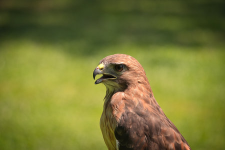 Portrait of a Red-Tailed Hawk Raptor Bird on a Summer Dayの写真素材