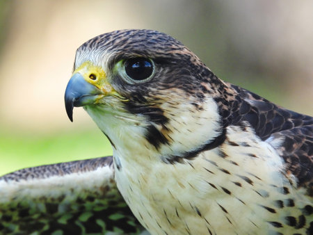 Potrait of a Gry-Saker Falcon Hybrid Raptor Bird on a Summer Dayの写真素材