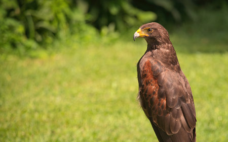 Potrait of Harris Hawk Raptor Bird on a Summer Dayの写真素材