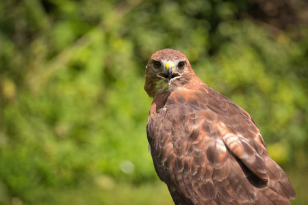 Portrait of a Red-Tailed Hawk Raptor Bird on a Summer Dayの写真素材