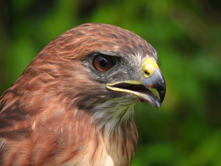 Portrait of a Red-Tailed Hawk Raptor Bird on a Summer Dayの写真素材