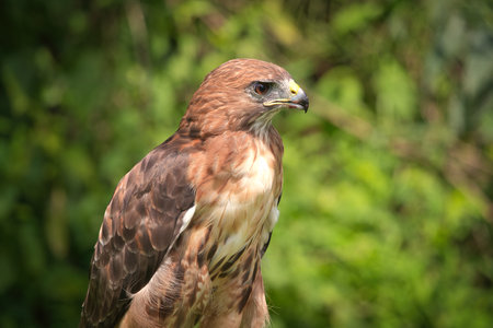 Portrait of a Red-Tailed Hawk Raptor Bird on a Summer Dayの写真素材