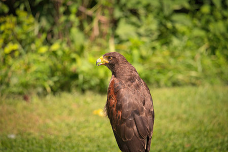 Potrait of Harris Hawk Raptor Bird on a Summer Dayの写真素材