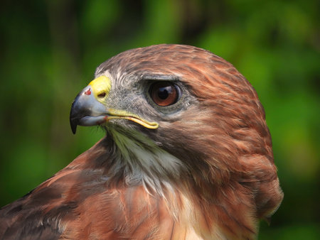 Portrait of a Red-Tailed Hawk Raptor Bird on a Summer Dayの写真素材