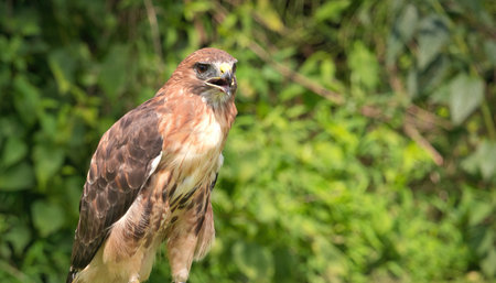 Portrait of a Red-Tailed Hawk Raptor Bird on a Summer Dayの写真素材