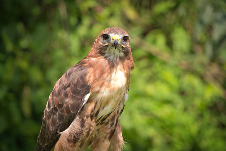 Portrait of a Red-Tailed Hawk Raptor Bird on a Summer Dayの写真素材