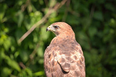 Portrait of a Red-Tailed Hawk Raptor Bird on a Summer Dayの写真素材