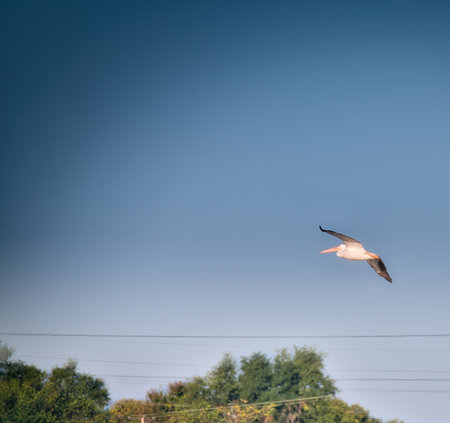 White Pelican Birds Fly in the Sky Heading Towards a Lake on a Sunny Dayの写真素材