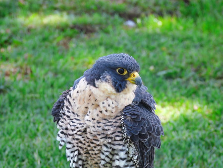 Potrait of a Peregrine Falcon Raptor Bird on a Summer Dayの写真素材