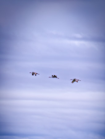 Sandhill Cranes Fly Across a Cloudy Stormy Sky During Migrationの写真素材