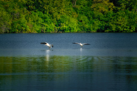White Pelican Swimming on a Lake in the Sunshineの写真素材