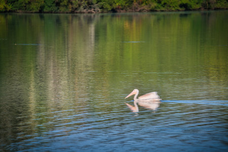 White Pelican Swimming on a Blue Lake on a Fall Dayの写真素材