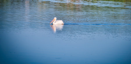 White Pelican Swimming on a Blue Lake on a Fall Dayの写真素材