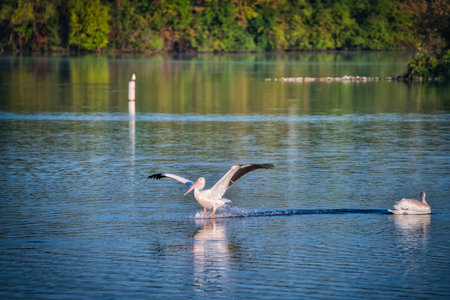 White Pelicans Swimming on a Lake in the Sunshine on a Fall Dayの写真素材