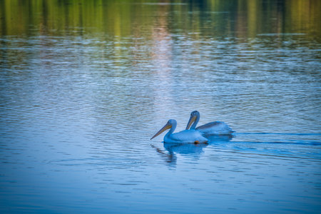 White Pelicans Swimming on a Blue Lake on a Fall Dayの写真素材