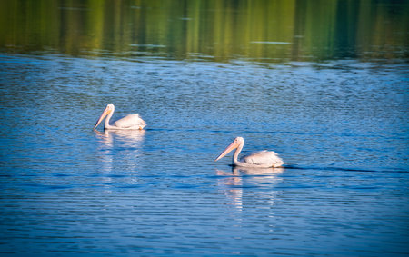 White Pelicans Swimming on a Blue Lake on a Fall Dayの写真素材