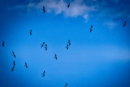 White Pelicans Soaring in a Clear Blue Sky on a Fall Dayの写真素材