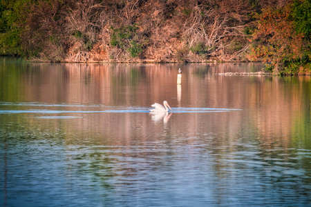 White Pelican Swimming on a Blue Lake on a Fall Dayの写真素材