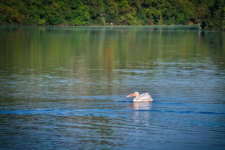 White Pelican Swimming on a Lake in the Sunshine on a Fall Dayの写真素材