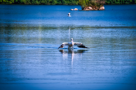 White Pelican comes in for a landing on a blue lakeの写真素材