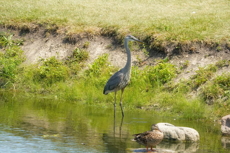 Blue Heron Bird Wades Through a Pond on a Summer Dayの写真素材