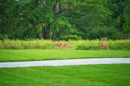 Mamma White-Tailed Deer Doe and Two Fawns on the Grass in Front of Prairie Wildflowers on a Summer Dayの写真素材