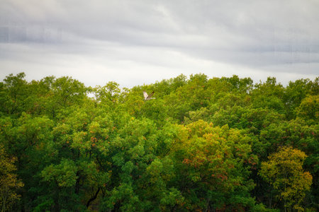 Sandhill Cranes Fly Across a Tree Line on a Cloudy Stormy Sky During Migrationの写真素材