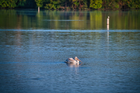 White Pelican Swimming on a Blue Lake on a Fall Dayの写真素材