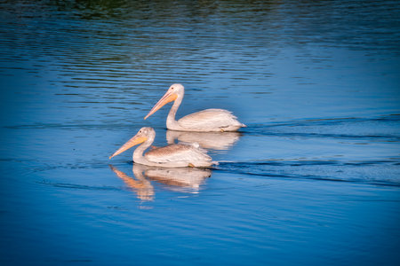 White Pelican Swimming on a Blue Lake on a Fall Dayの写真素材