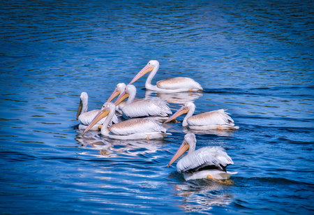 White Pelicans Swimming on a Lake in the Sunshine on a Fall Dayの写真素材