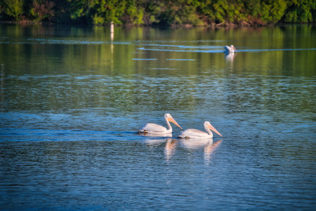 White Pelicans Swimming on a Blue Lakeの写真素材