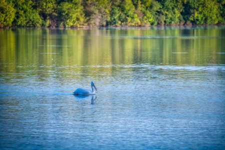 White Pelican Swims on a Blue Lakeの写真素材