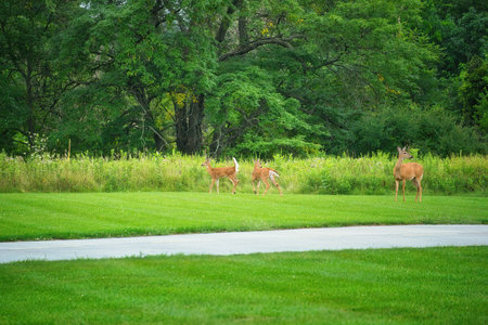 Mamma White-Tailed Deer Doe and Two Fawns on the Grass in Front of Prairie Wildflowers on a Summer Dayの写真素材