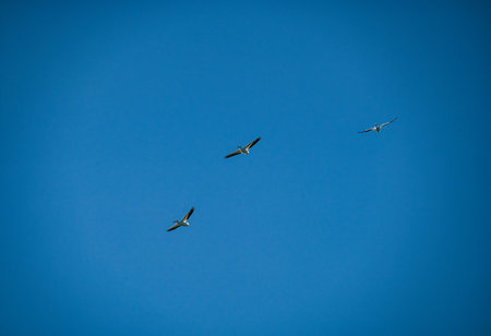 White Pelicans Soaring in a Clear Blue Sky on a Fall Dayの写真素材
