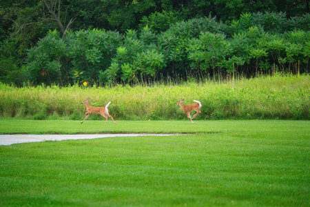 Two White-Tailed Deer Fawns Run Across the Grass in Front of Prairie Wildflowers on a Summer Dayの写真素材