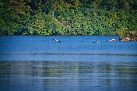 White Pelican Birds Fly in the Sky Heading Towards a Lake on a Sunny Dayの写真素材