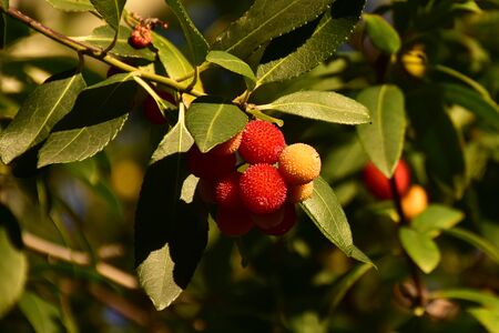 red and orange fruits ripening on the tree in spainの写真素材