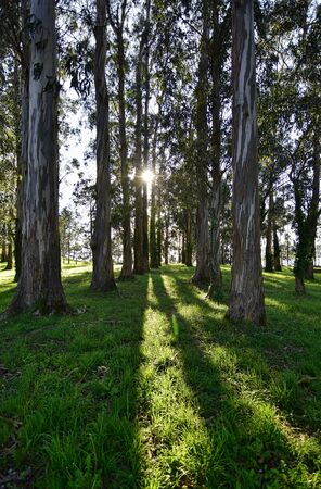 sun rays breaking through the lush forestの写真素材