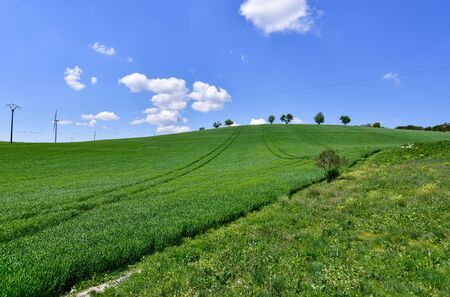 blue sky with nice clouds over the green meadowの写真素材