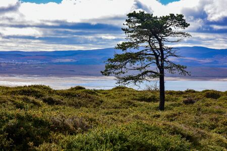 mountainous landscape with trees and snow in spainの写真素材