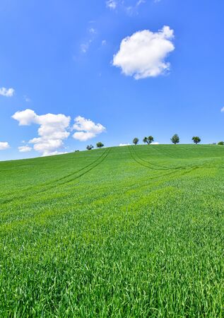 blue sky with nice clouds over the green meadowの写真素材