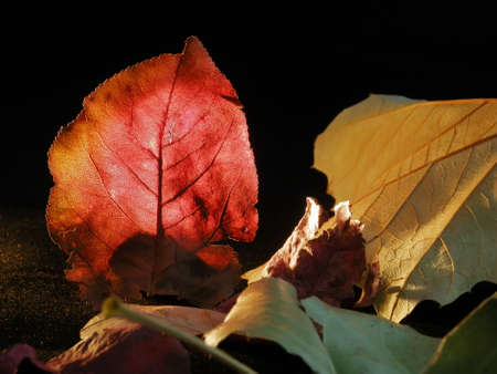 Macro photo of red, gold, and green leaves on black backgroundの写真素材